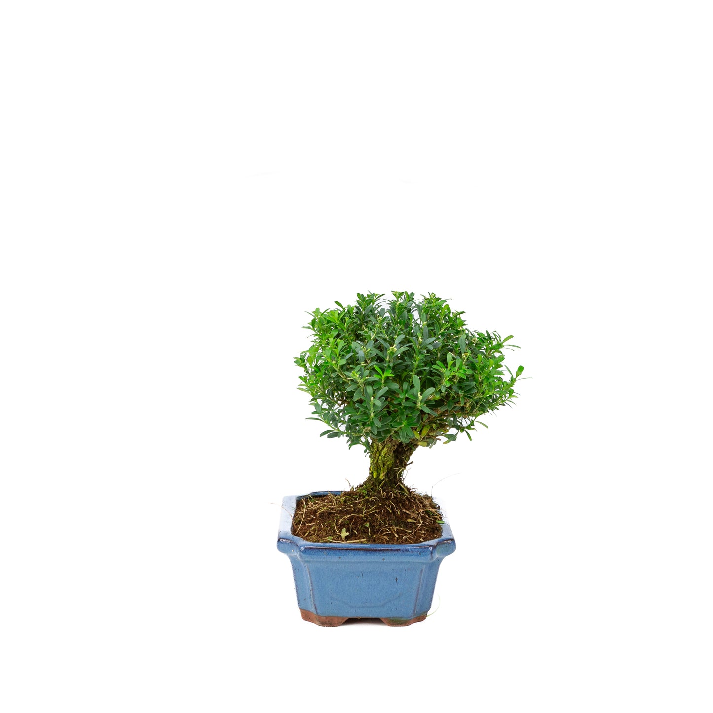 Buxus harlandii en forme de balai dans un pot bleu 15 cm, hauteur ~25 cm