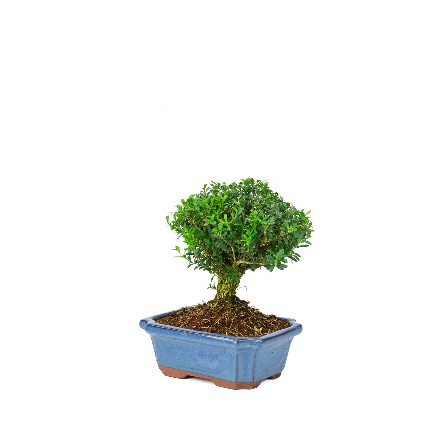 Buxus harlandii en forme de balai dans un pot bleu 15 cm, hauteur ~25 cm