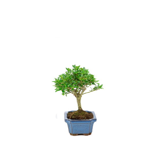 Ilex crenata pot rectangulaire bleu 15 cm, hauteur ~24 cm