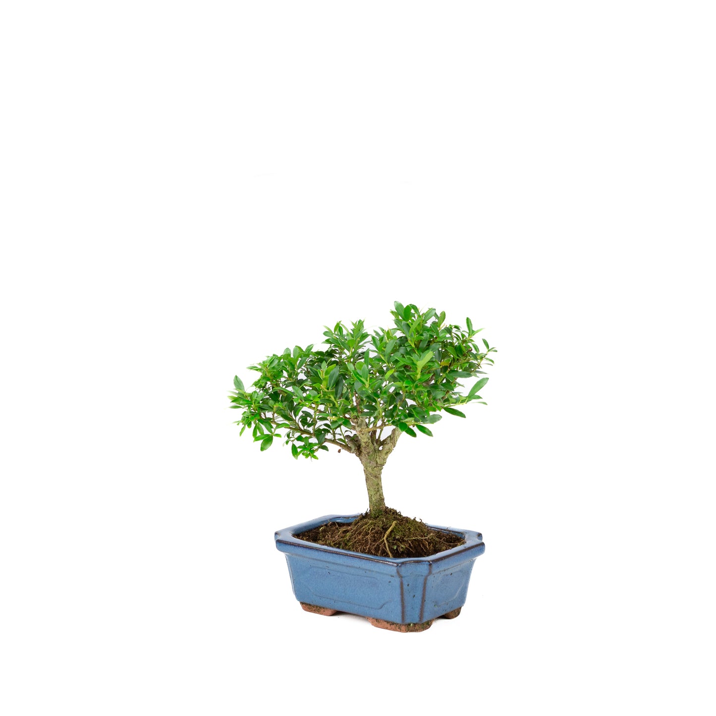 Ilex crenata pot rectangulaire bleu 15 cm, hauteur ~24 cm