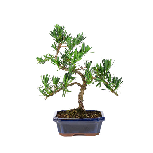Podocarpus macrophylla pot bleu 20 cm, hauteur ~40 cm