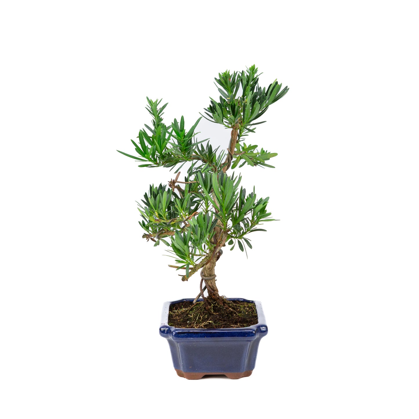Podocarpus macrophylla pot bleu 20 cm, hauteur ~40 cm