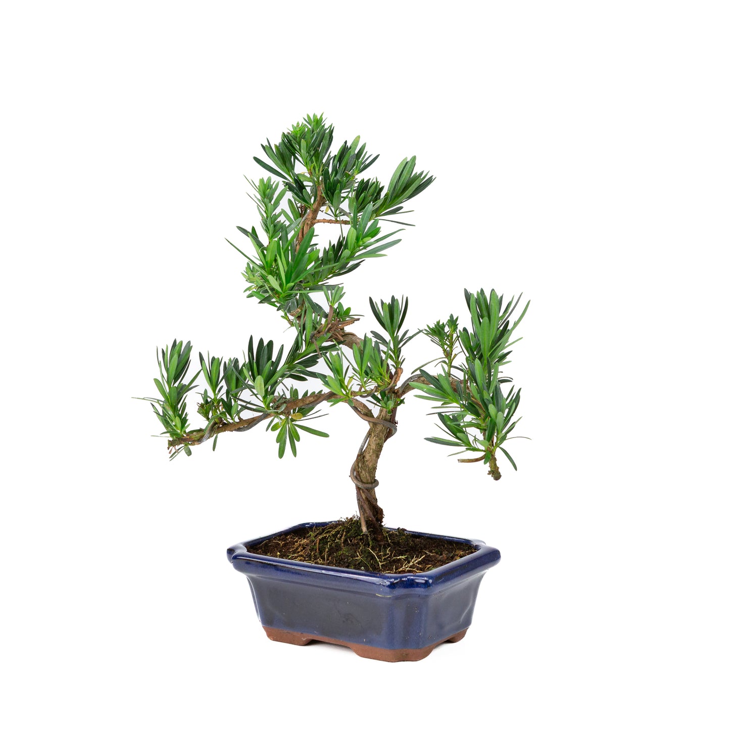 Podocarpus macrophylla pot bleu 20 cm, hauteur ~40 cm