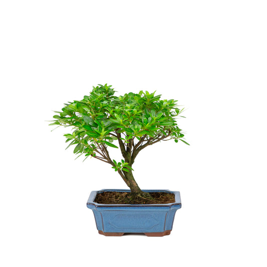 Rhododendron indicum pot bleu en forme de balai 18 cm, hauteur ~36 cm