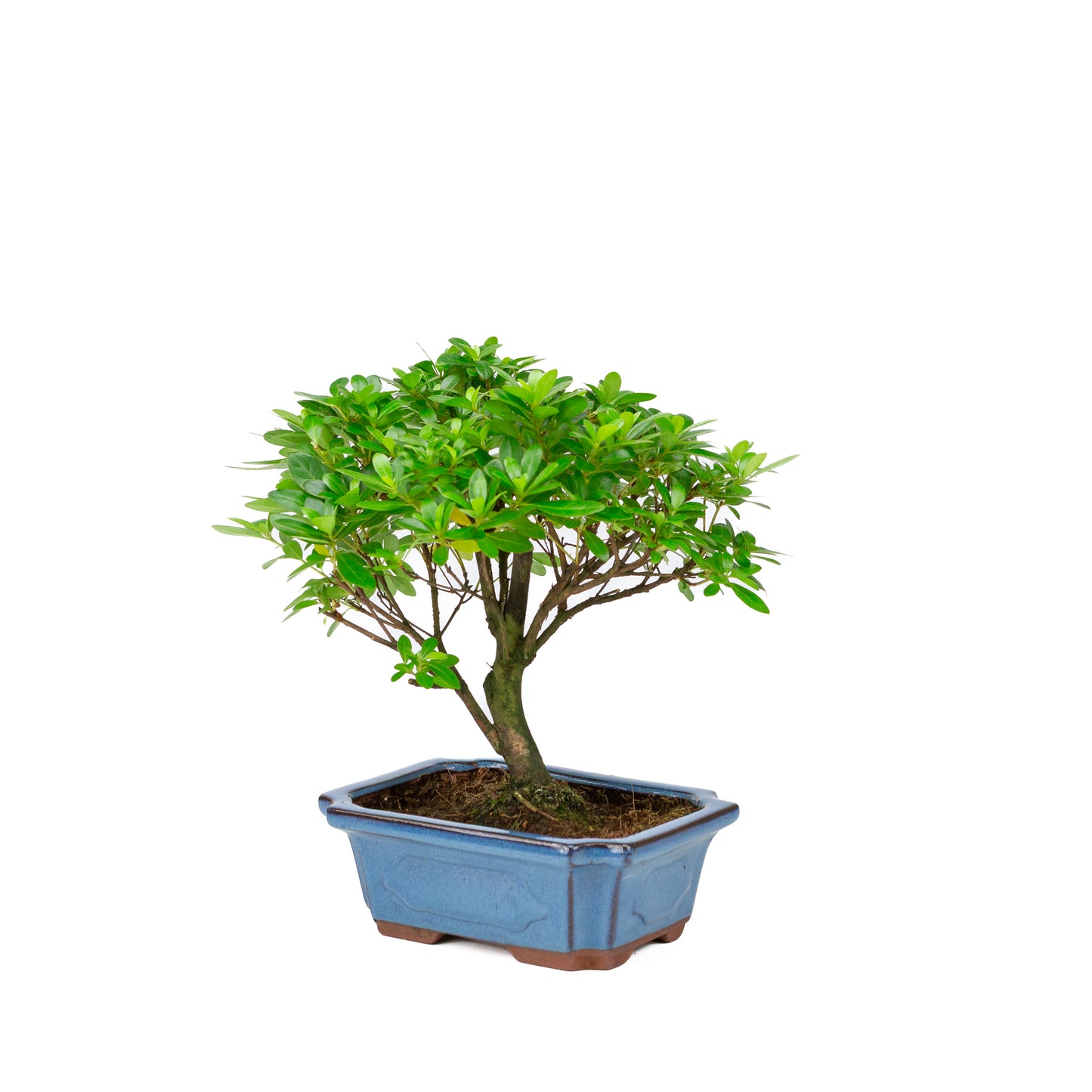 Rhododendron indicum pot bleu en forme de balai 18 cm, hauteur ~36 cm