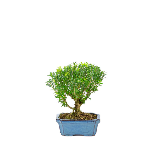 Buxus harlandii bezem vorm blauwe pot 15cm, hoogte ~22cm