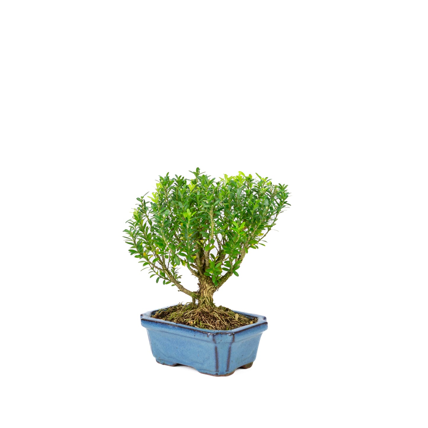 Buxus harlandii bezem vorm blauwe pot 15cm, hoogte ~22cm