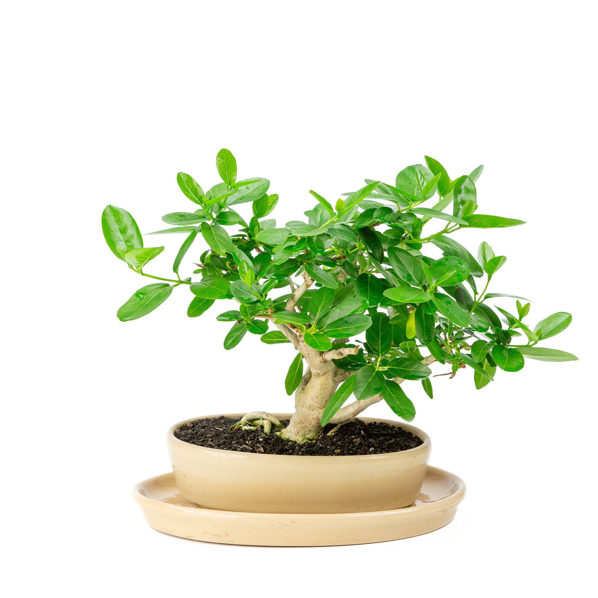 Bonsaï d'intérieur Premna crème pot ovale 22cm, hauteur ~28cm