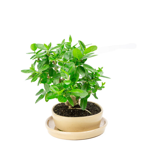 Binnen Bonsai Premna creme ovale pot 22cm, hoogte ~28cm