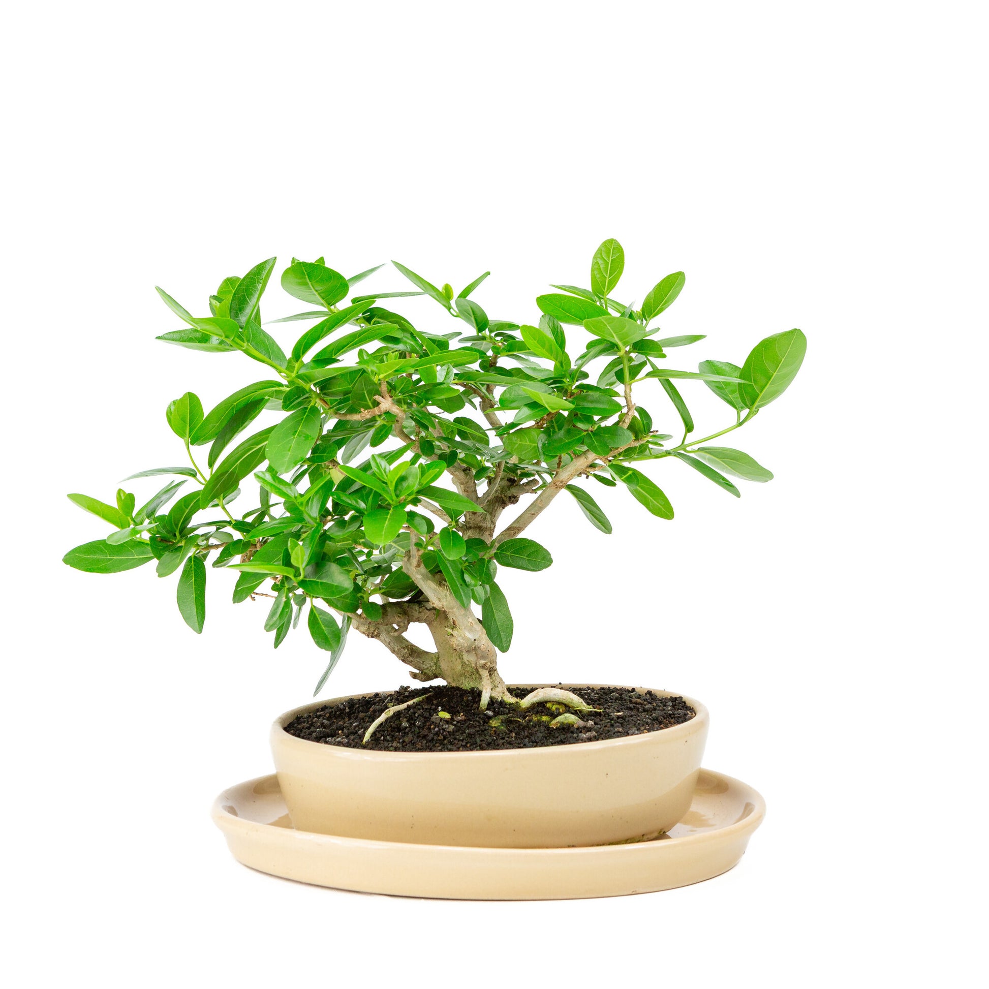 Bonsaï d'intérieur Premna crème pot ovale 22cm, hauteur ~28cm