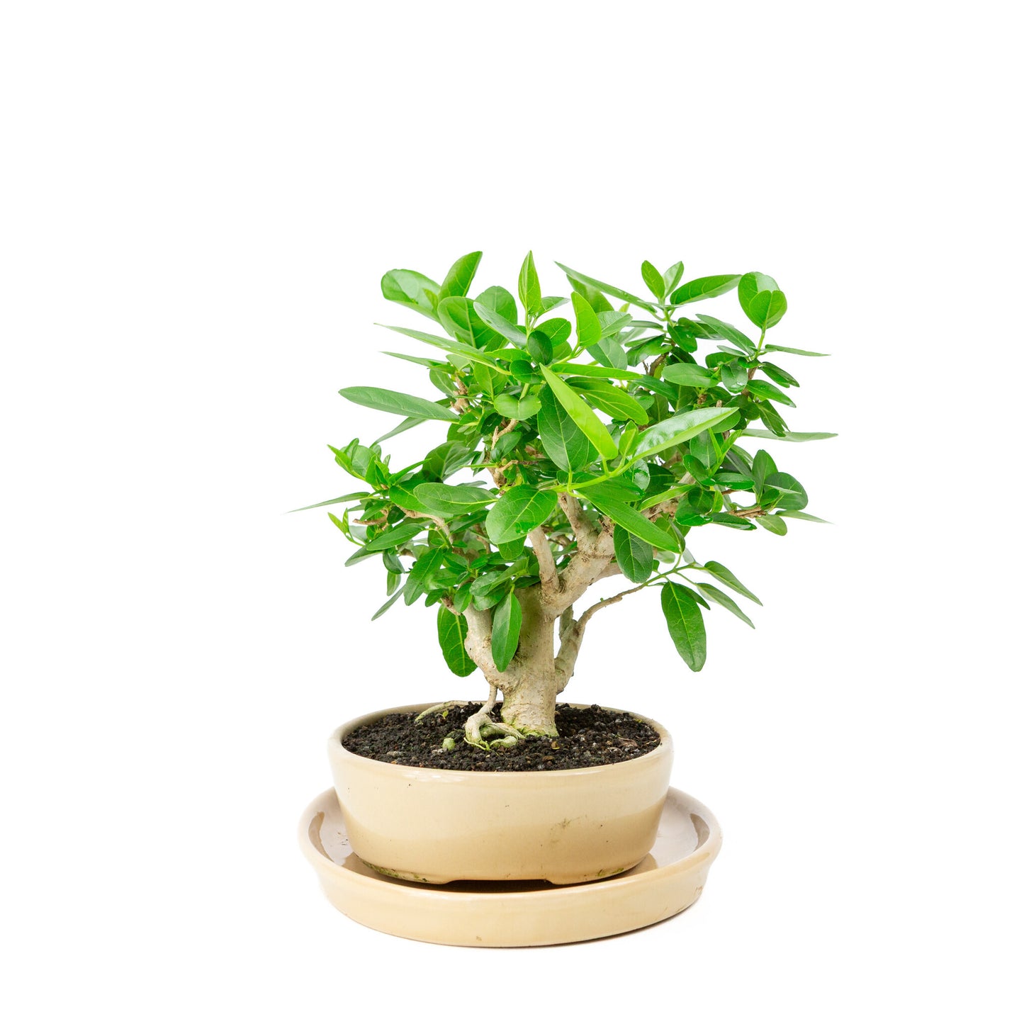 Bonsaï d'intérieur Premna crème pot ovale 22cm, hauteur ~28cm