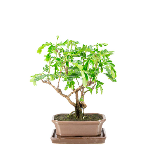 Binnen Bonsai Phyllanthus buxifolius bruine rechthoekige pot 16cm, hoogte ~29cm