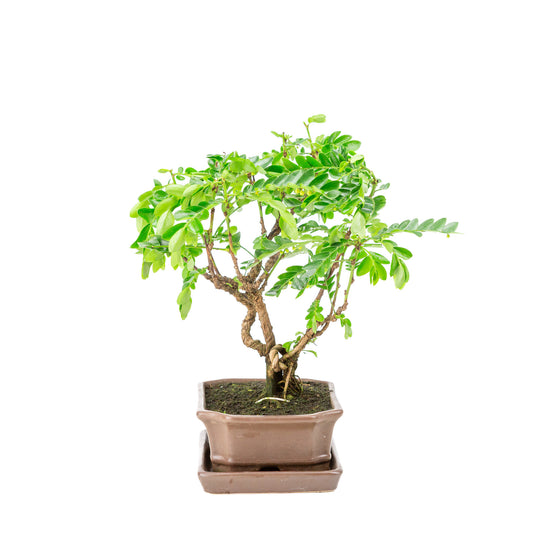 Binnen Bonsai Phyllanthus buxifolius bruine rechthoekige pot 16cm, hoogte ~29cm