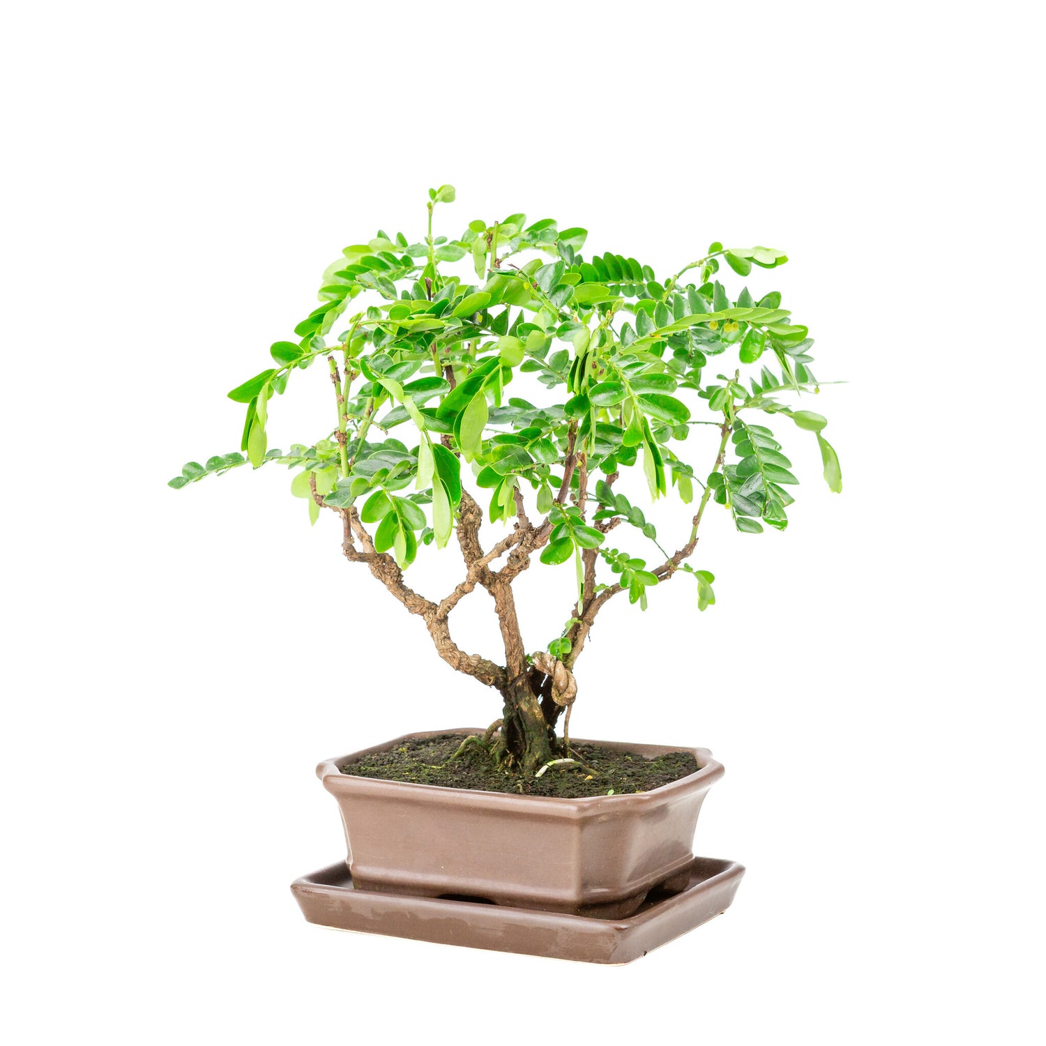 Binnen Bonsai Phyllanthus buxifolius bruine rechthoekige pot 16cm, hoogte ~29cm