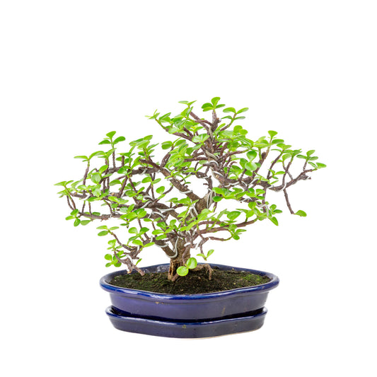 Binnen Bonsai Portulacaria afra blauwe Mokko pot 22cm, hoogte ~27cm