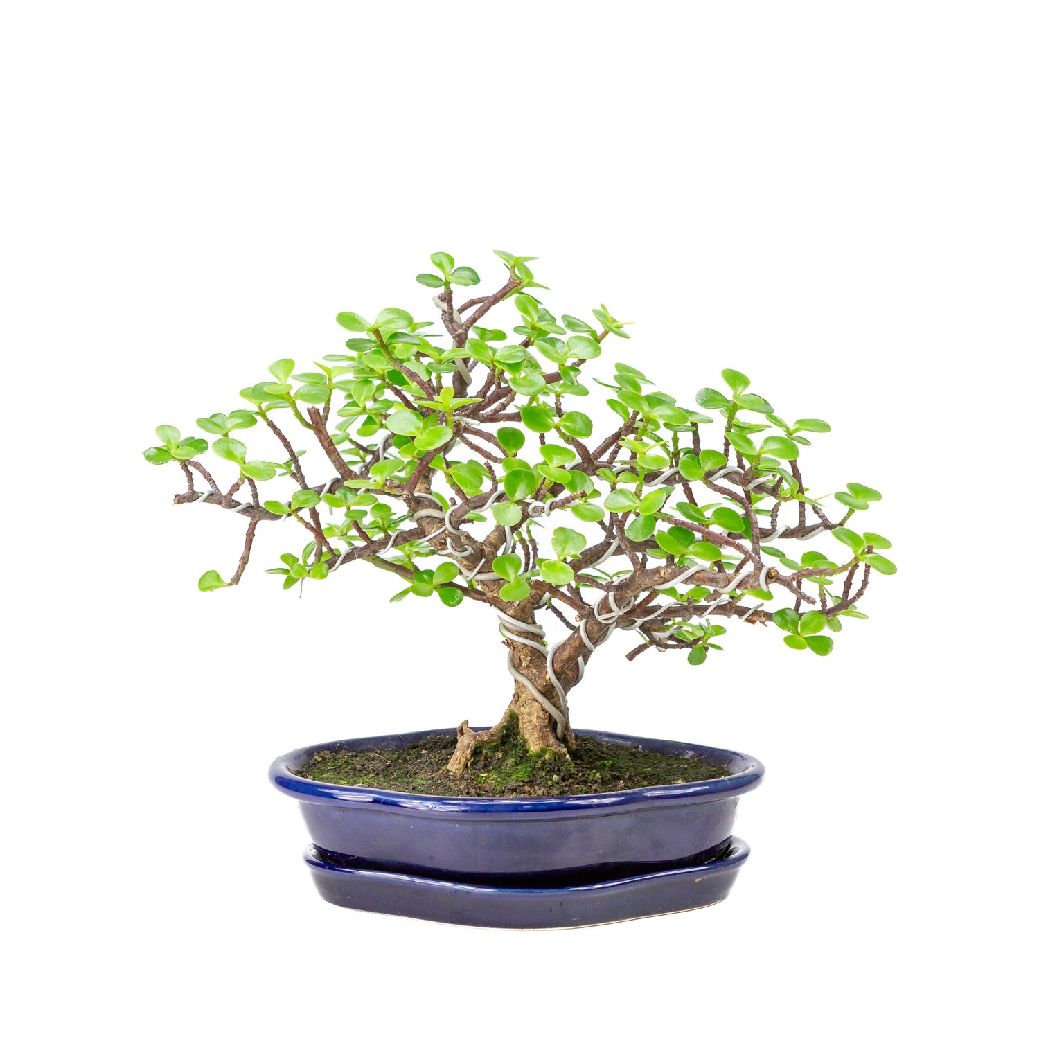 Binnen Bonsai Portulacaria afra blauwe Mokko pot 22cm, hoogte ~27cm