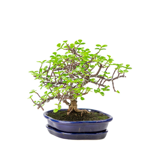Binnen Bonsai Portulacaria afra blauwe Mokko pot 22cm, hoogte ~27cm