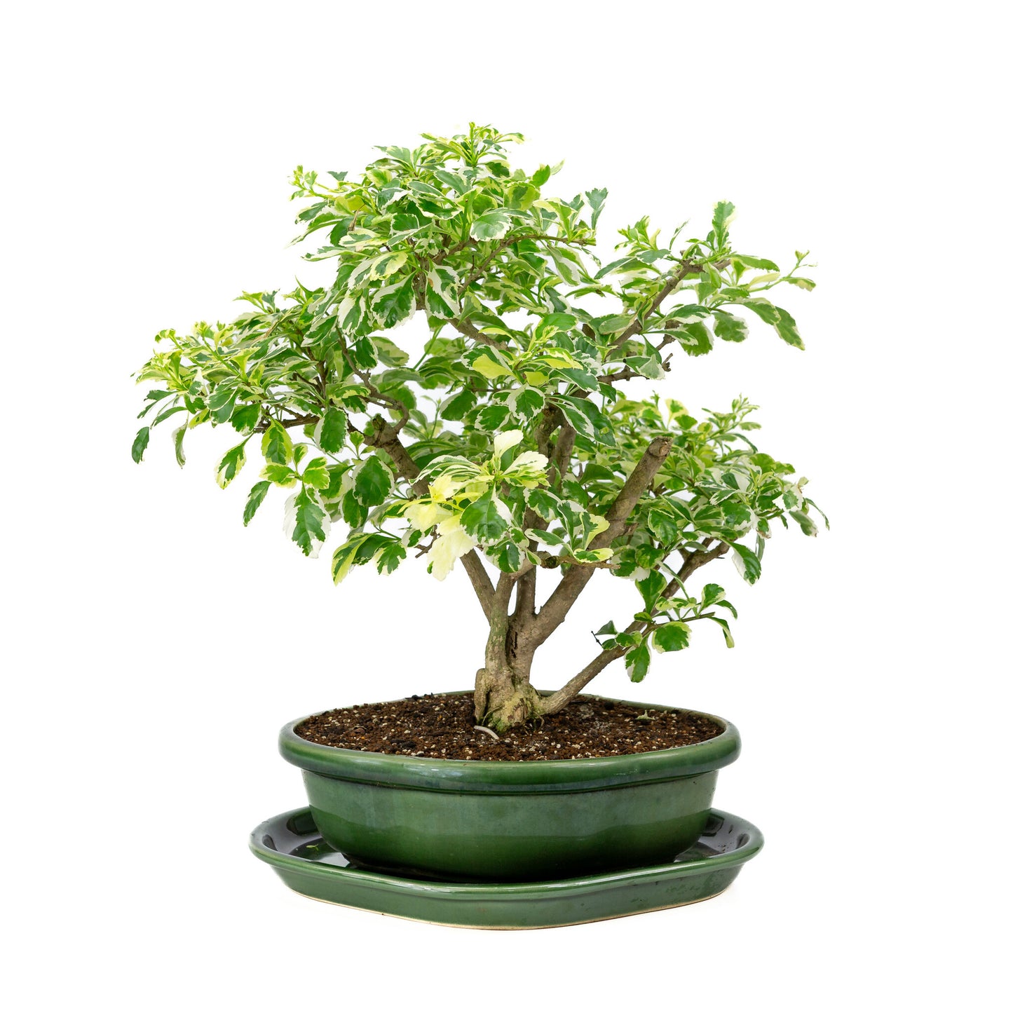 Bonsaï d'intérieur Durantha repens variegata vert, pot Mokko 26 cm, hauteur ~40 cm