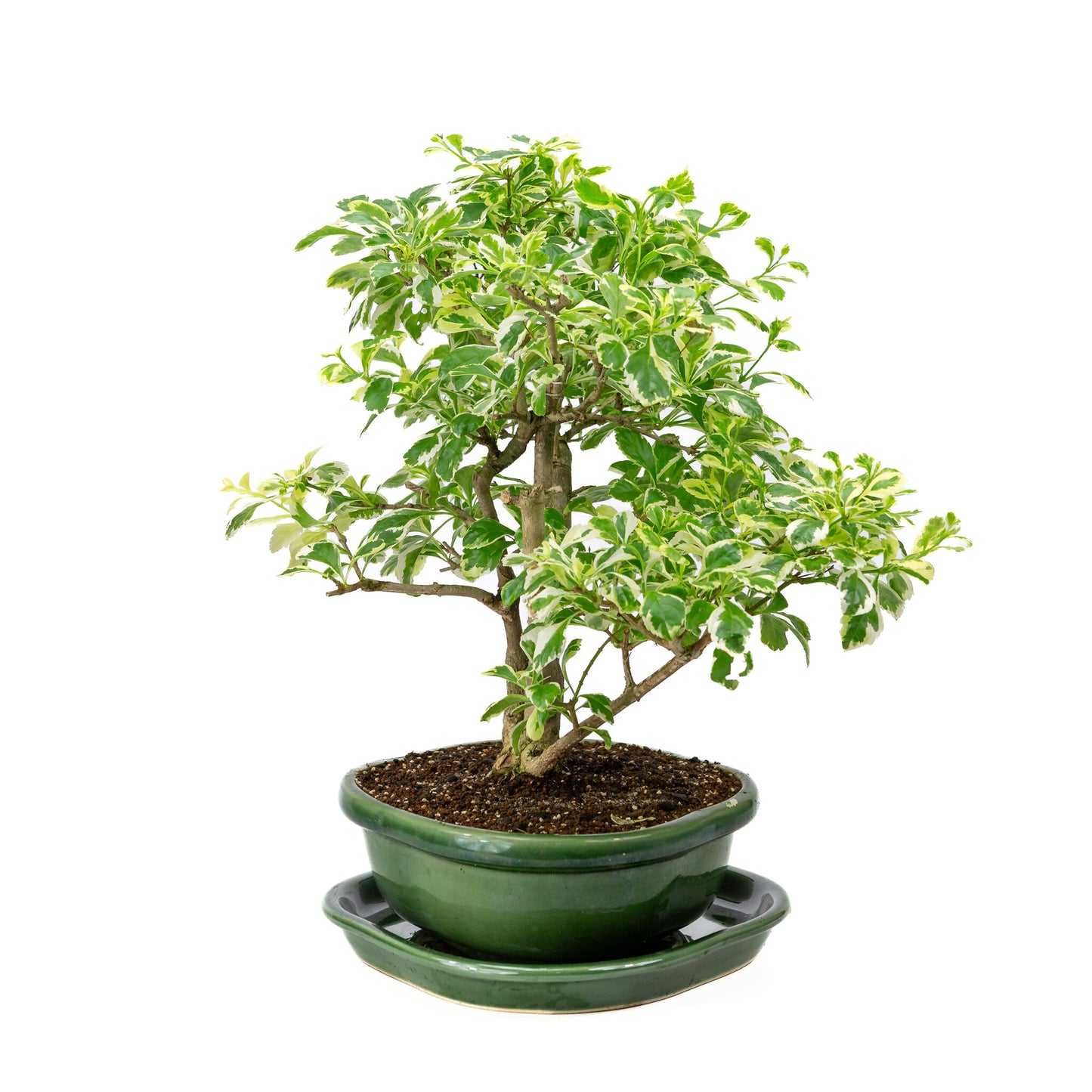 Bonsaï d'intérieur Durantha repens variegata vert, pot Mokko 26 cm, hauteur ~40 cm