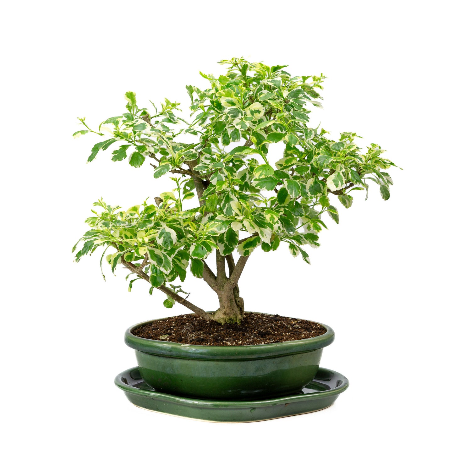 Bonsaï d'intérieur Durantha repens variegata vert, pot Mokko 26 cm, hauteur ~40 cm