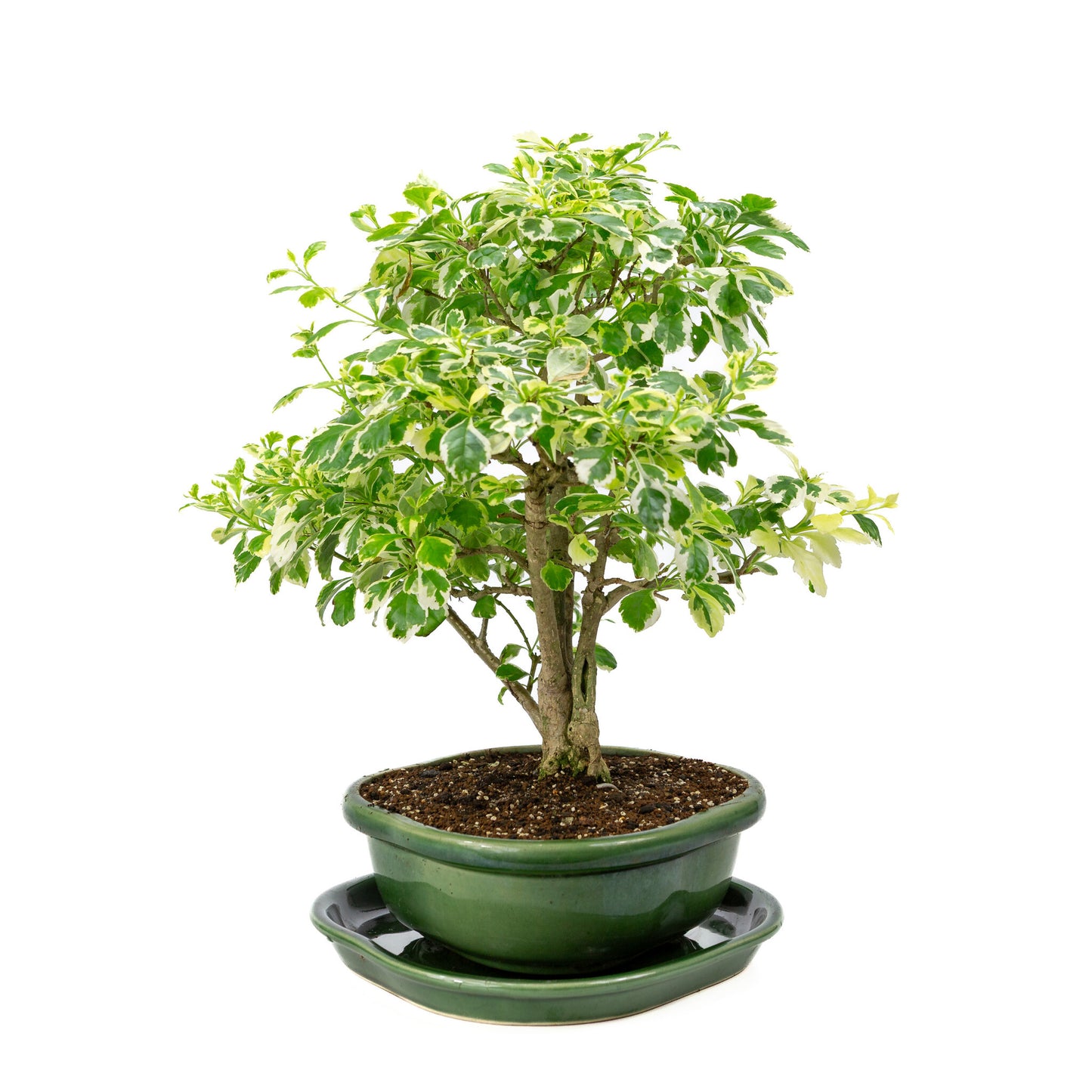 Bonsaï d'intérieur Durantha repens variegata vert, pot Mokko 26 cm, hauteur ~40 cm