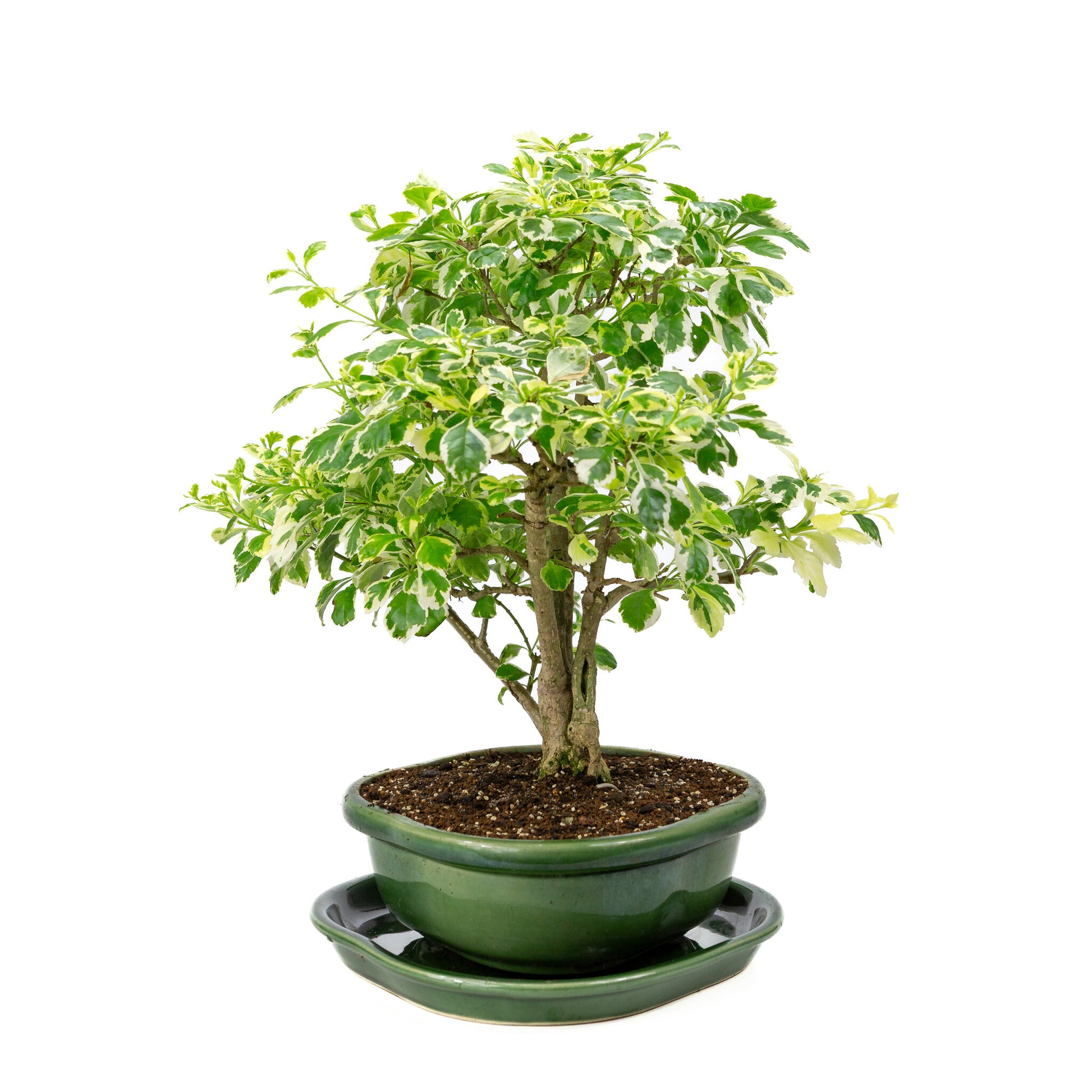 Bonsaï d'intérieur Durantha repens variegata vert, pot Mokko 26 cm, hauteur ~40 cm