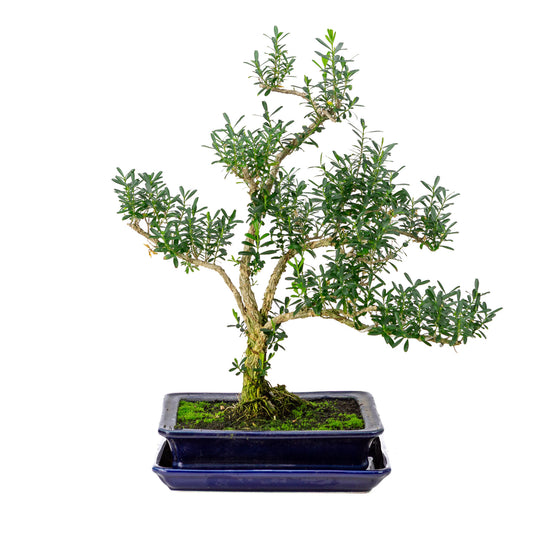 Binnen Bonsai Buxus harlandii blauwe rechthoekige pot 21cm, hoogte ~38cm