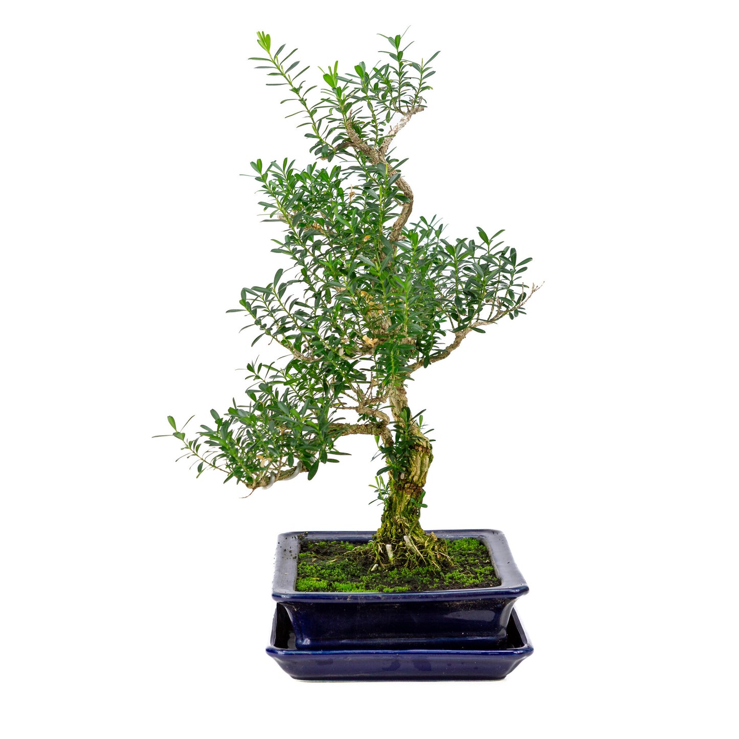 Binnen Bonsai Buxus harlandii blauwe rechthoekige pot 21cm, hoogte ~38cm