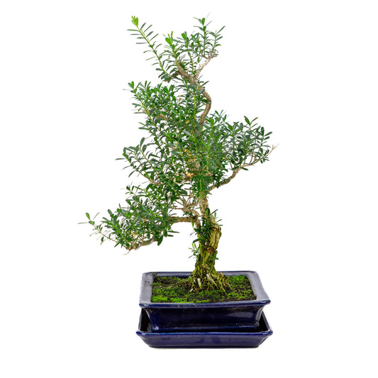 Binnen Bonsai Buxus harlandii blauwe rechthoekige pot 21cm, hoogte ~38cm