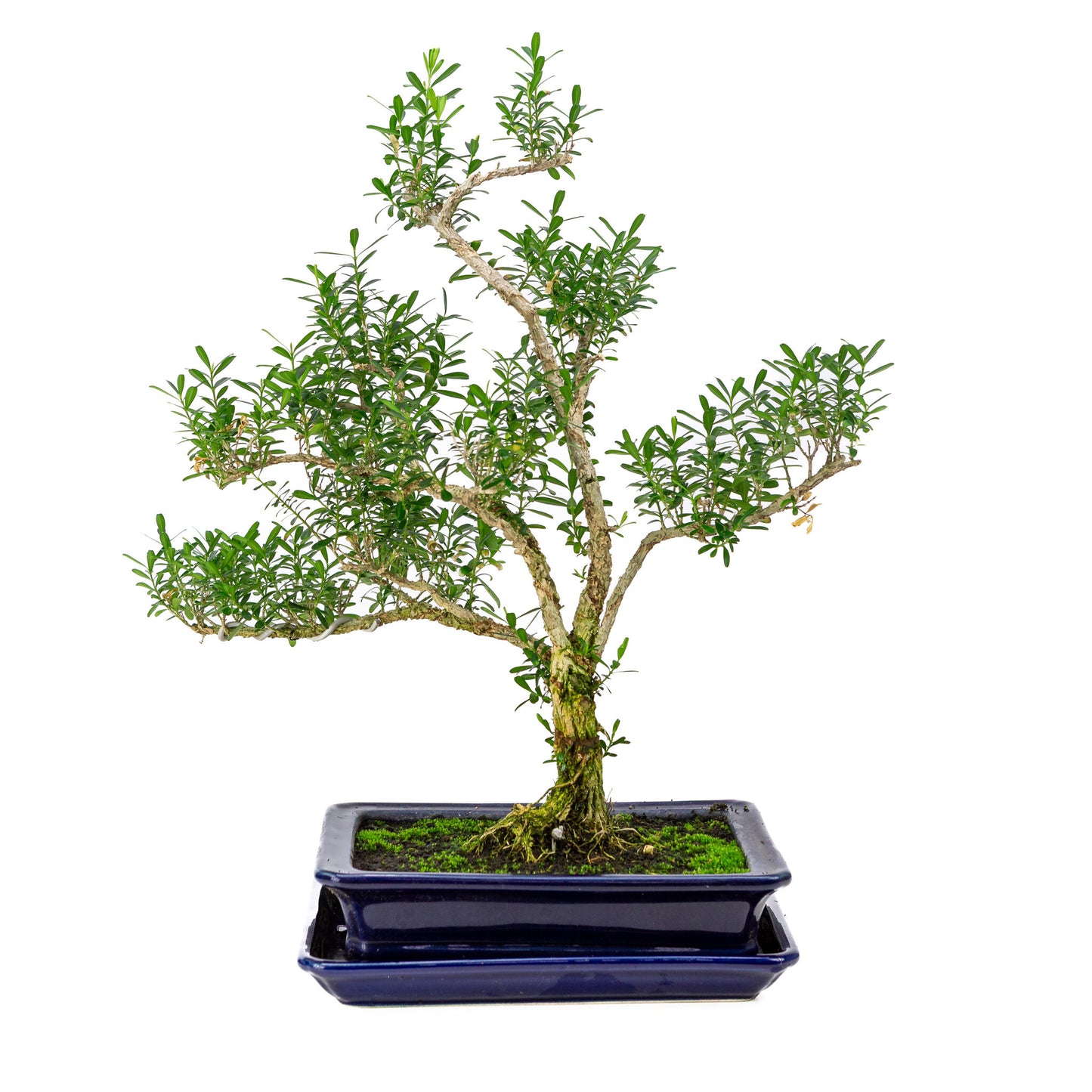 Binnen Bonsai Buxus harlandii blauwe rechthoekige pot 21cm, hoogte ~38cm