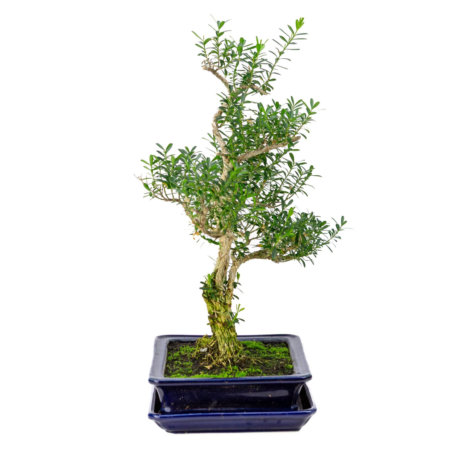 Binnen Bonsai Buxus harlandii blauwe rechthoekige pot 21cm, hoogte ~38cm
