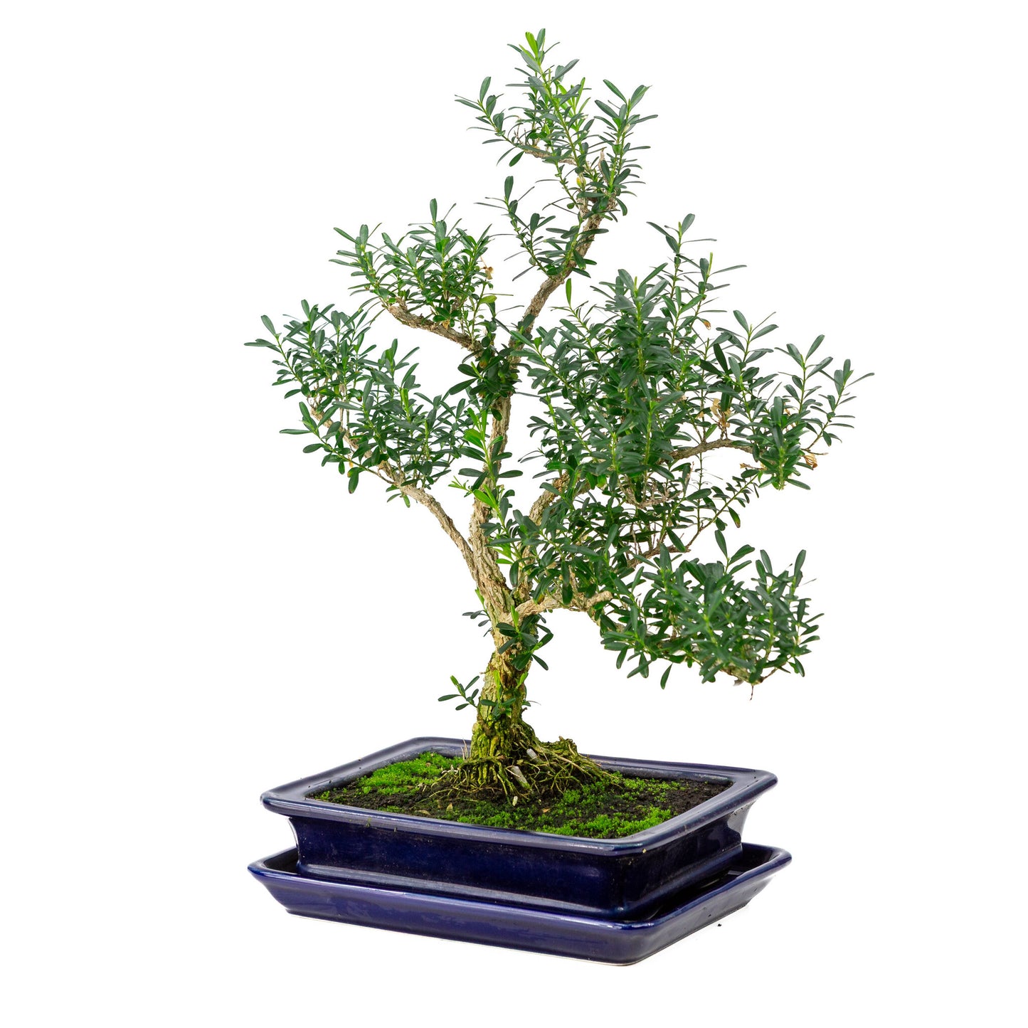 Binnen Bonsai Buxus harlandii blauwe rechthoekige pot 21cm, hoogte ~38cm