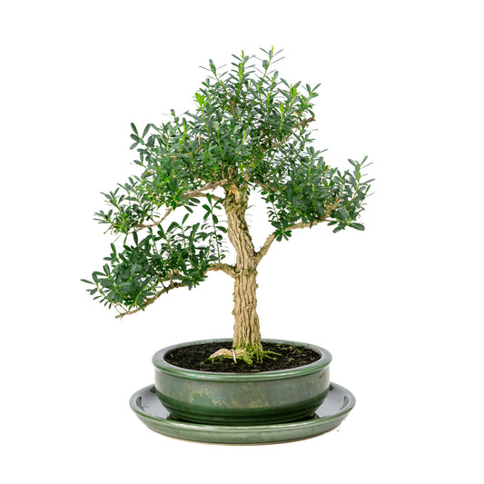 Binnen Bonsai Buxus harlandii groene ronde pot 19cm, hoogte ~40cm