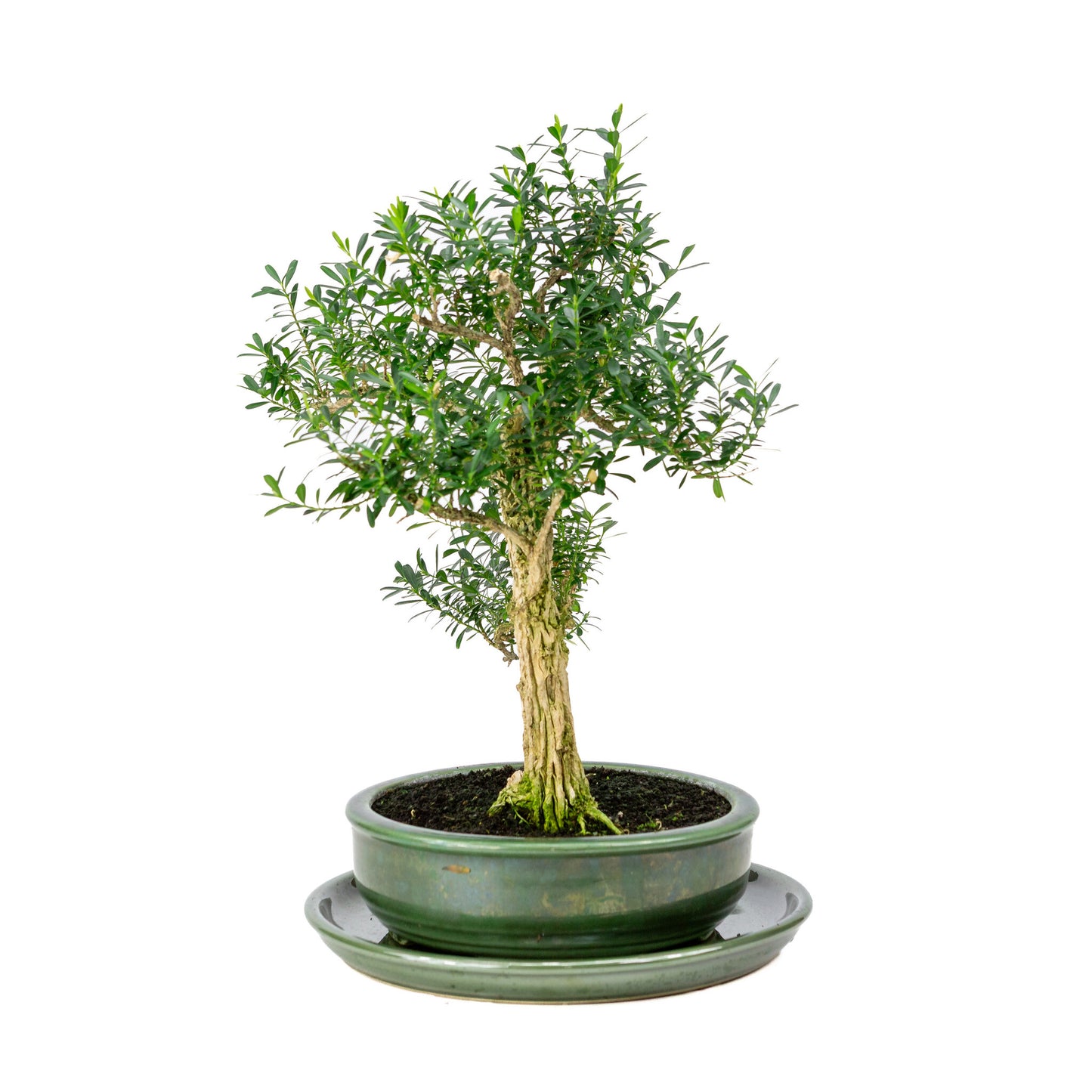 Binnen Bonsai Buxus harlandii groene ronde pot 19cm, hoogte ~40cm