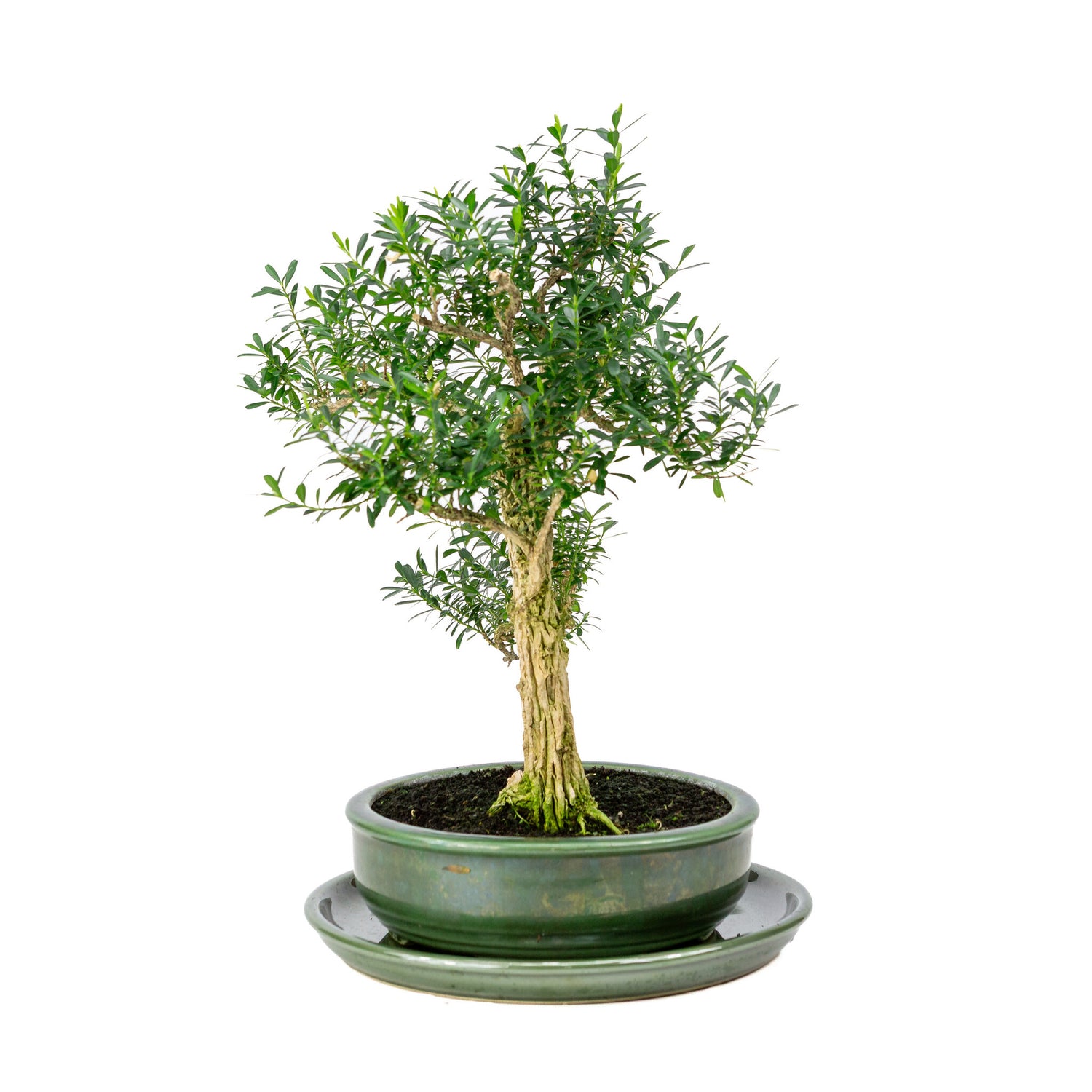 Binnen Bonsai Buxus harlandii groene ronde pot 19cm, hoogte ~40cm