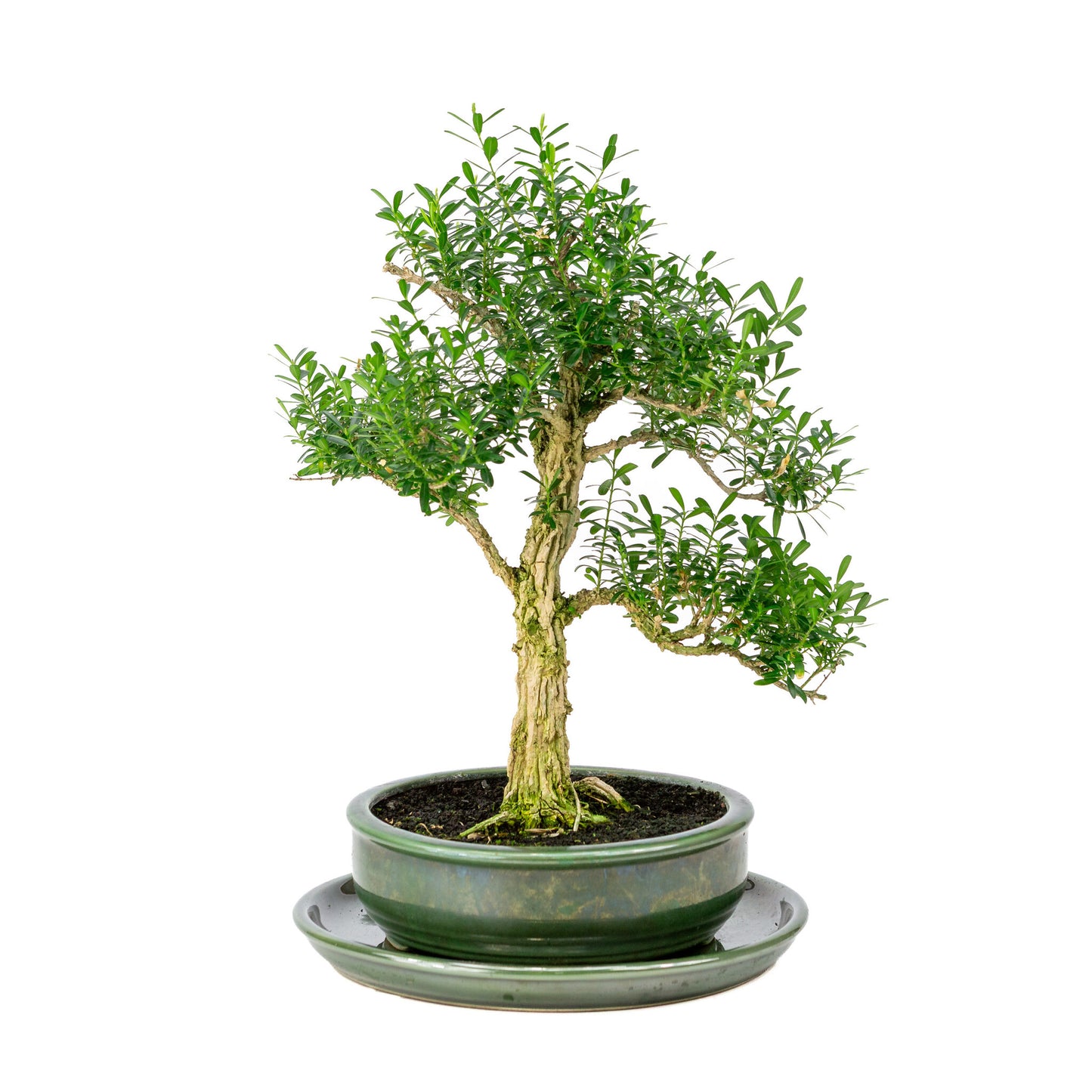 Binnen Bonsai Buxus harlandii groene ronde pot 19cm, hoogte ~40cm