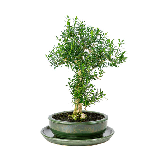 Binnen Bonsai Buxus harlandii groene ronde pot 19cm, hoogte ~40cm