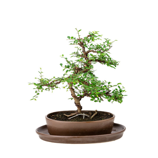 Binnen Bonsai Zelkova bruine ovale pot 21cm, hoogte ~33cm