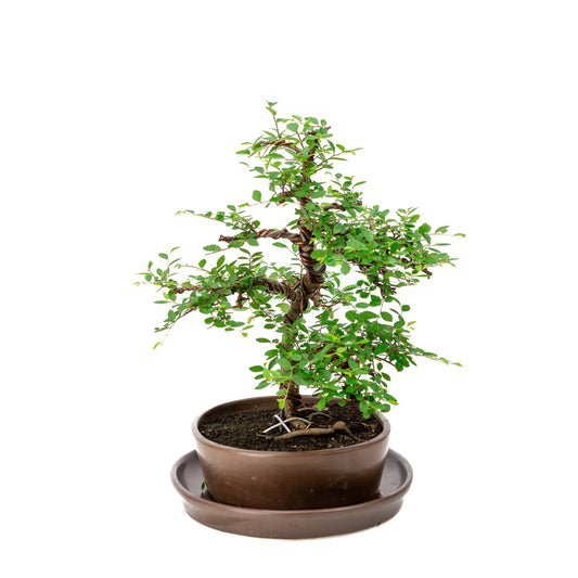 Binnen Bonsai Zelkova bruine ovale pot 21cm, hoogte ~33cm
