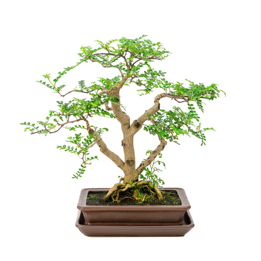 Binnen Bonsai Zanthoxylum piperitium bruine matte rechthoekige 21cm, hoogte ~38cm 