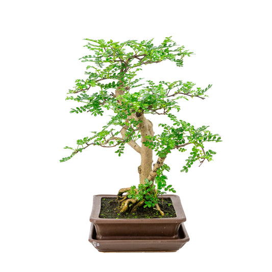 Binnen Bonsai Zanthoxylum piperitium bruine matte rechthoekige 21cm, hoogte ~38cm 