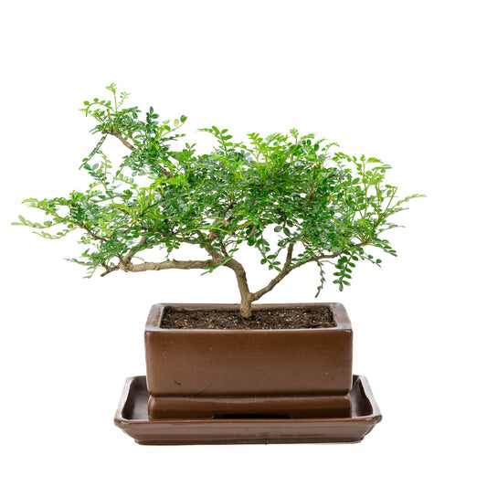 Binnen Bonsai Zanthoxylum piperitum bruine rechthoekige pot 20cm, hoogte ~30cm 