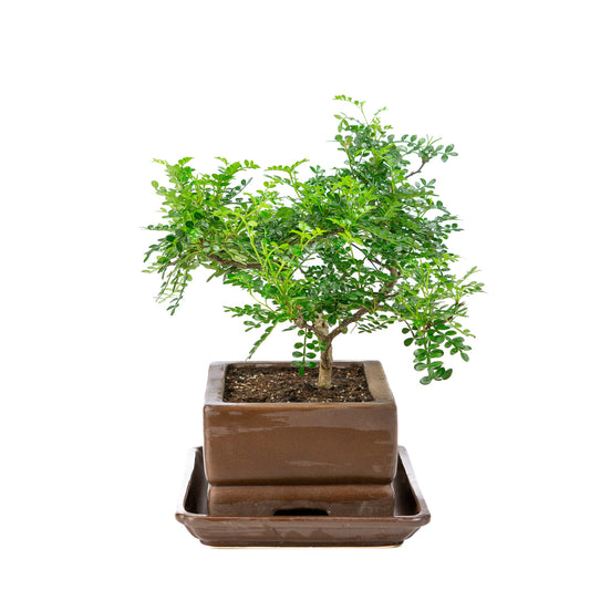 Binnen Bonsai Zanthoxylum piperitum bruine rechthoekige pot 20cm, hoogte ~30cm 