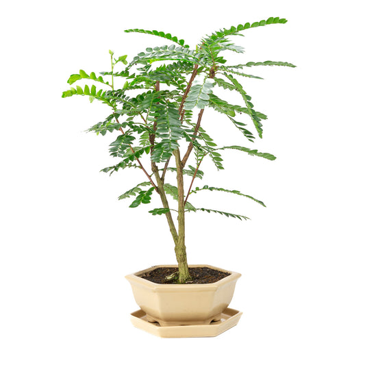 Binnen Bonsai Phyllanthus buxifolius creme zeshoekige pot 22cm, hoogte ~53cm