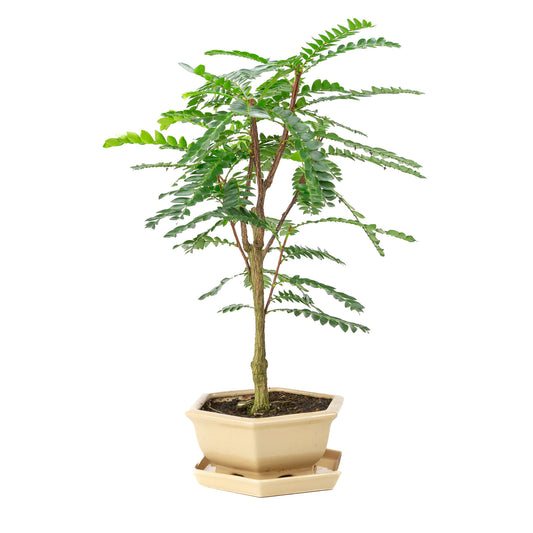 Binnen Bonsai Phyllanthus buxifolius creme zeshoekige pot 22cm, hoogte ~53cm