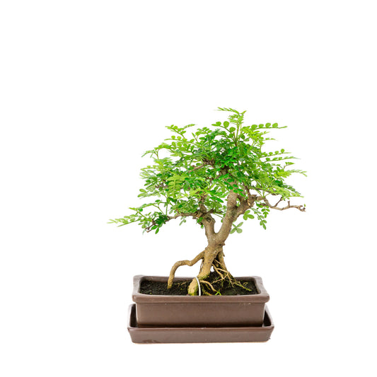 Binnen Bonsai Zanthoxylum piperitium bruine matte rechthoekige 15m, hoogte ~26cm