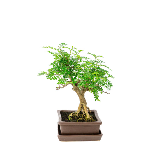 Binnen Bonsai Zanthoxylum piperitium bruine matte rechthoekige 15m, hoogte ~26cm