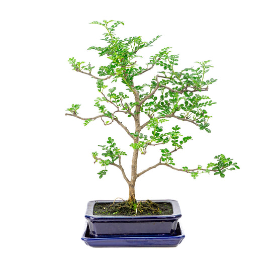 Binnen Bonsai Zanthoxylum piperitium bruine matte rechthoekige 17m, hoogte ~38cm