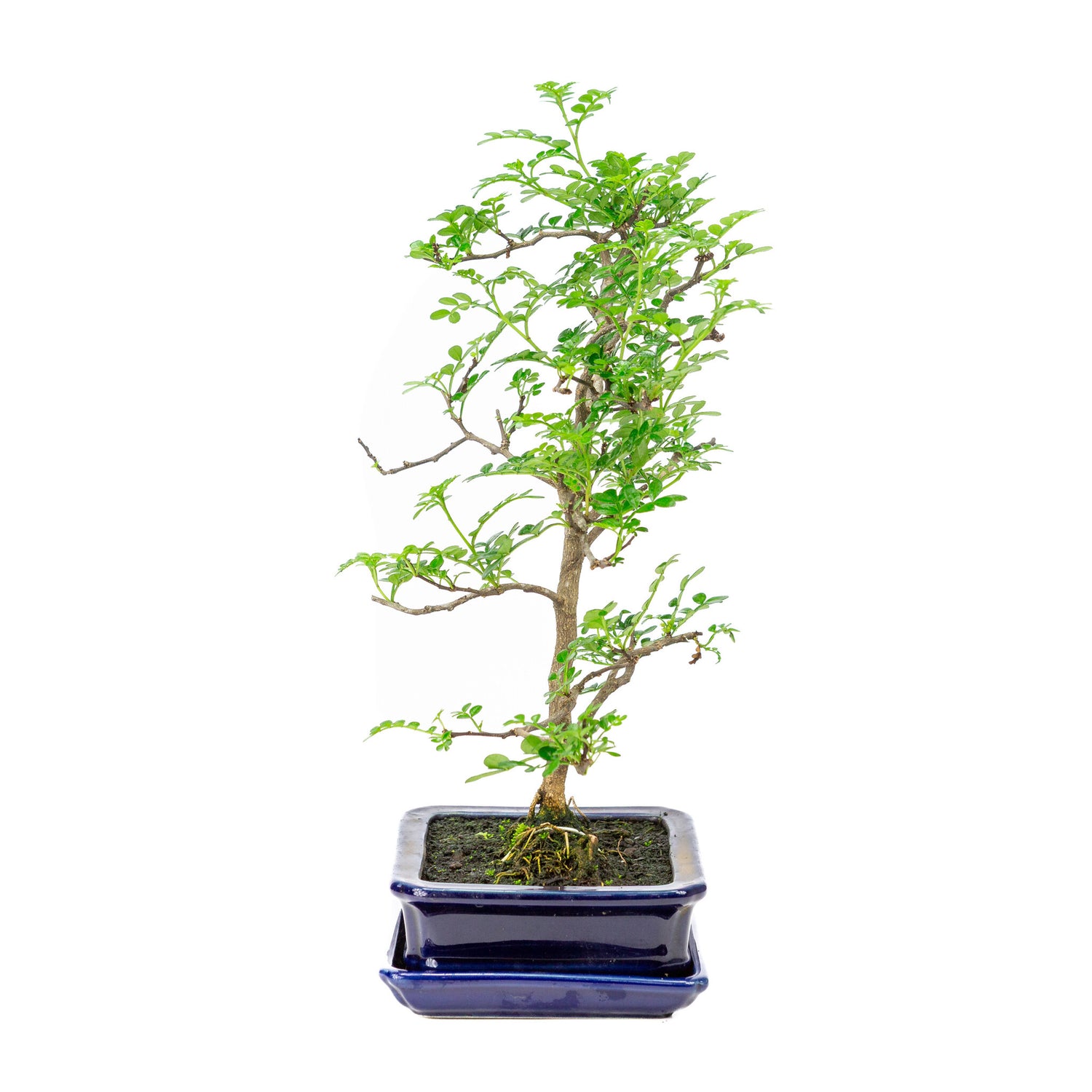 Binnen Bonsai Zanthoxylum piperitium bruine matte rechthoekige 17m, hoogte ~38cm