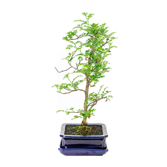 Binnen Bonsai Zanthoxylum piperitium bruine matte rechthoekige 17m, hoogte ~38cm
